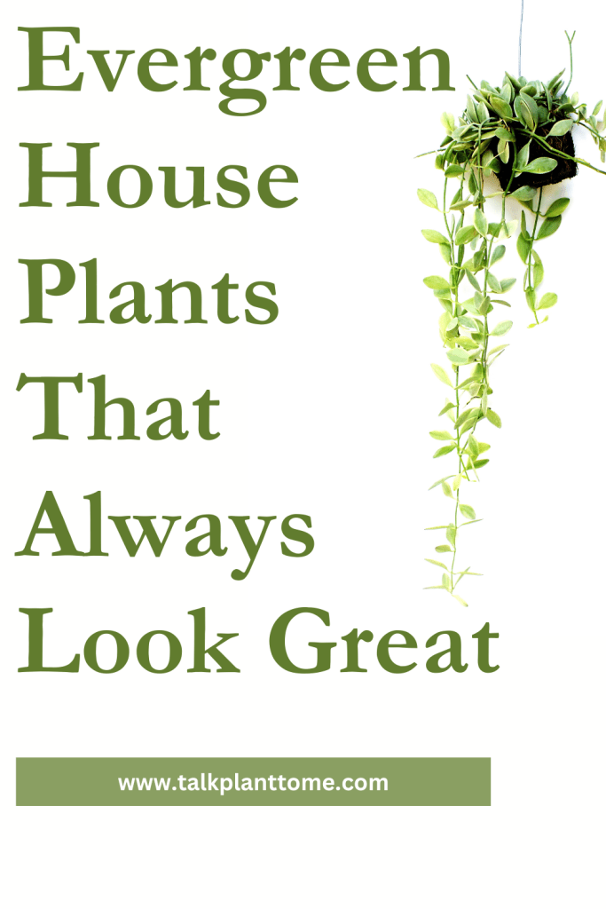 Evergreen House Plants That Always Look Great