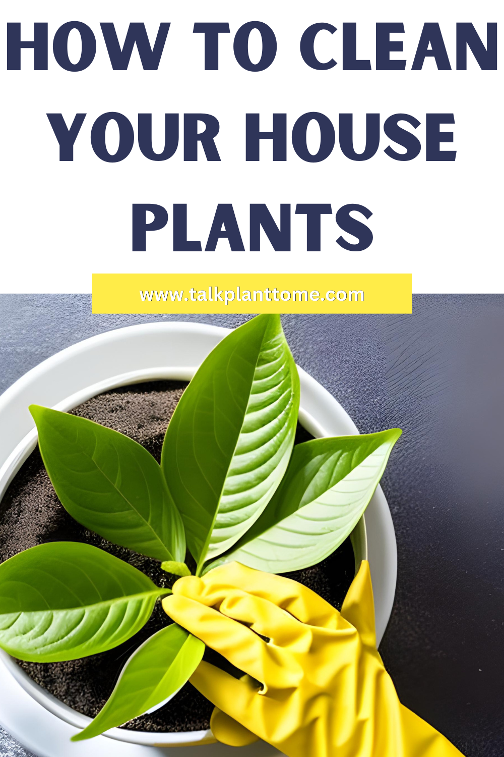 How To Clean Your House Plants Talk Plant To Me
