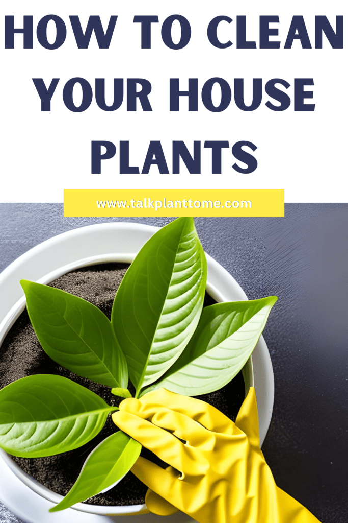 How To Clean Your House Plants