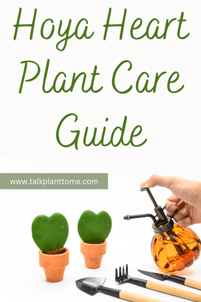 Hoya Heart Plant Care Guide