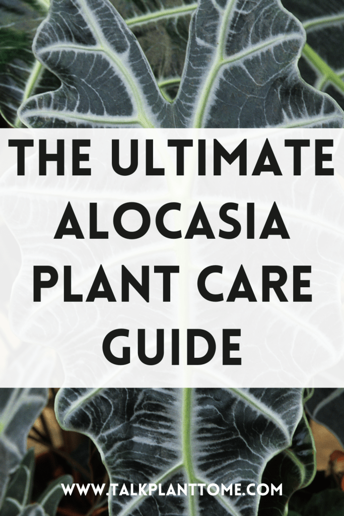 The Ultimate Alocasia Plant Care Guide