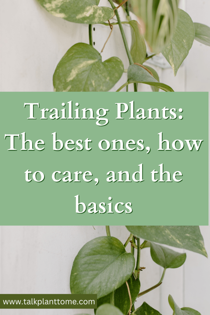Trailing Plants: The best ones, how to care, and the basics