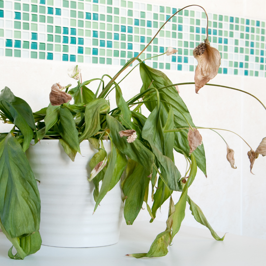 calathea water plant Hydro Calathea / Water Calathea