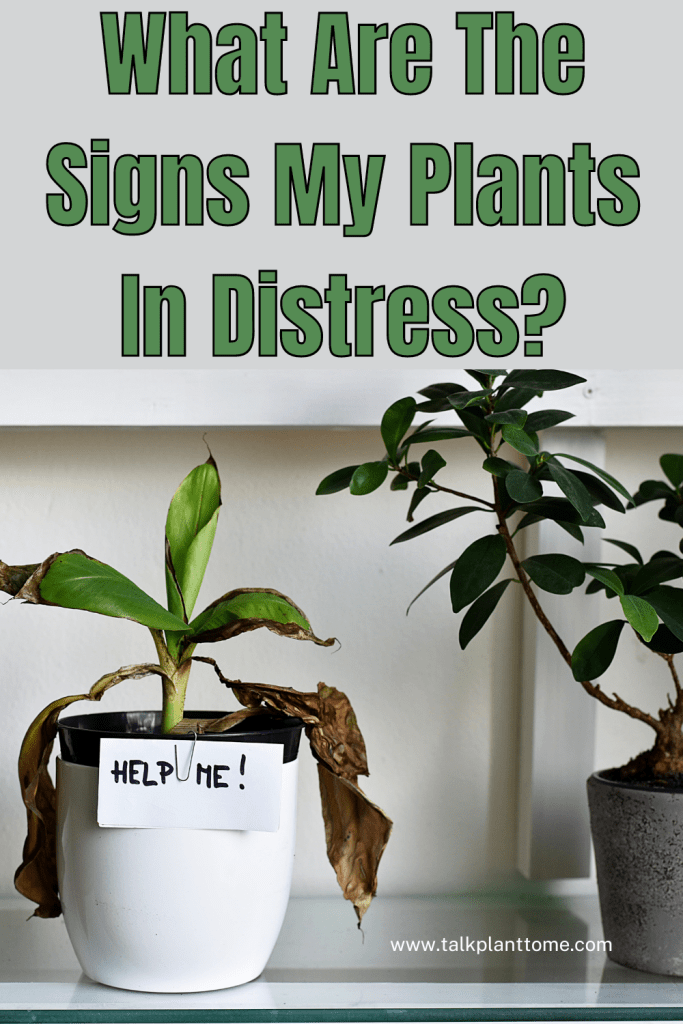 What Are The Signs My Plants In Distress?