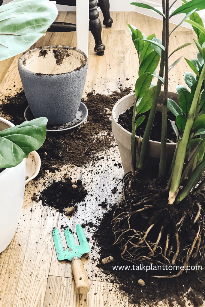 The Most Helpful Guide To ZZ Plants