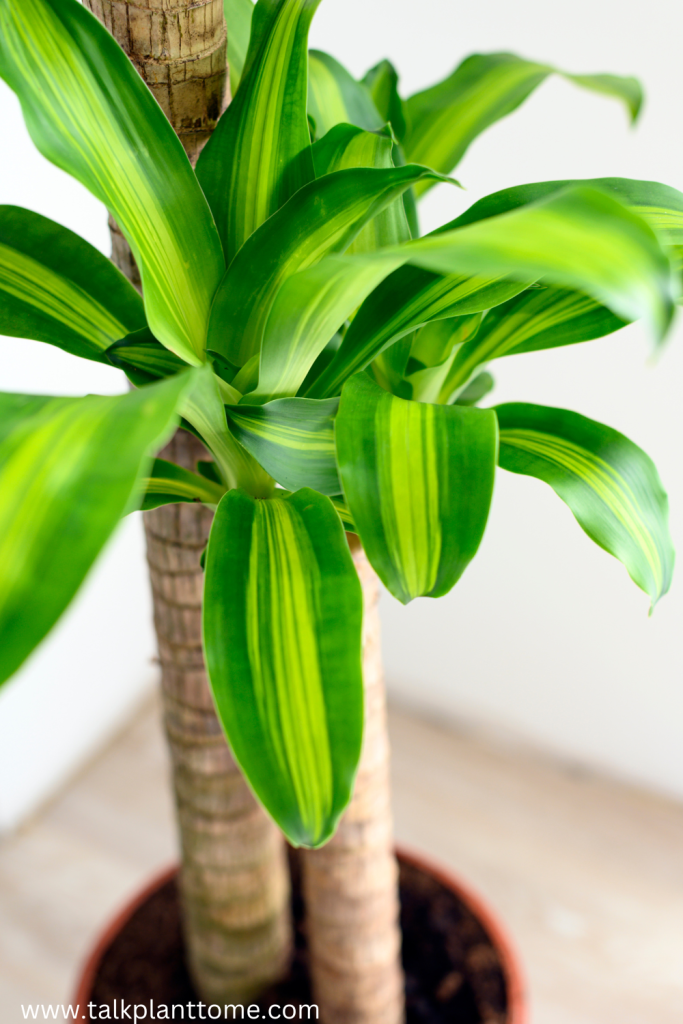 Dracaena