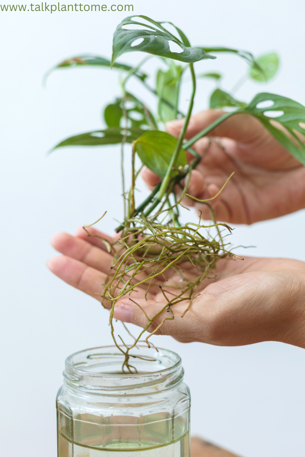 Steps For Water Propagating a Monstera Plant – | Talk Plant To Me