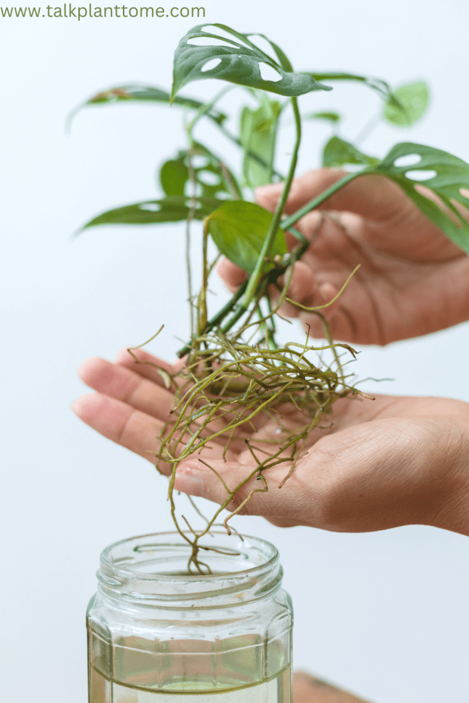 Steps For Water Propagating a Monstera Plant