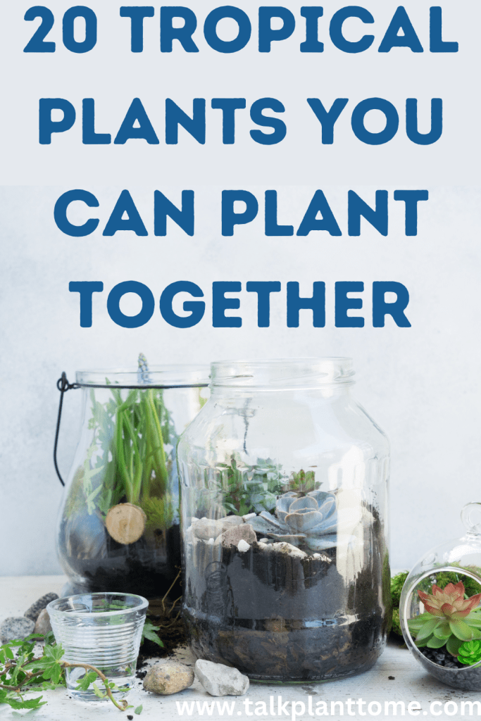 20 Tropical Plants You Can Plant Together