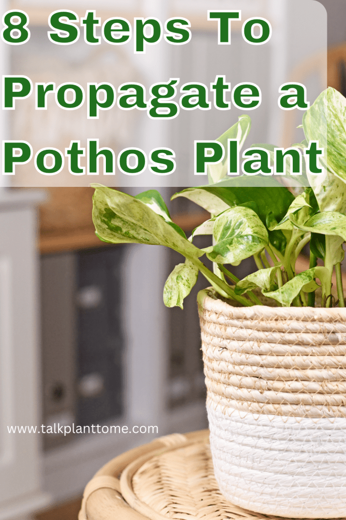 8 Steps To Propagate a Pothos Plant
