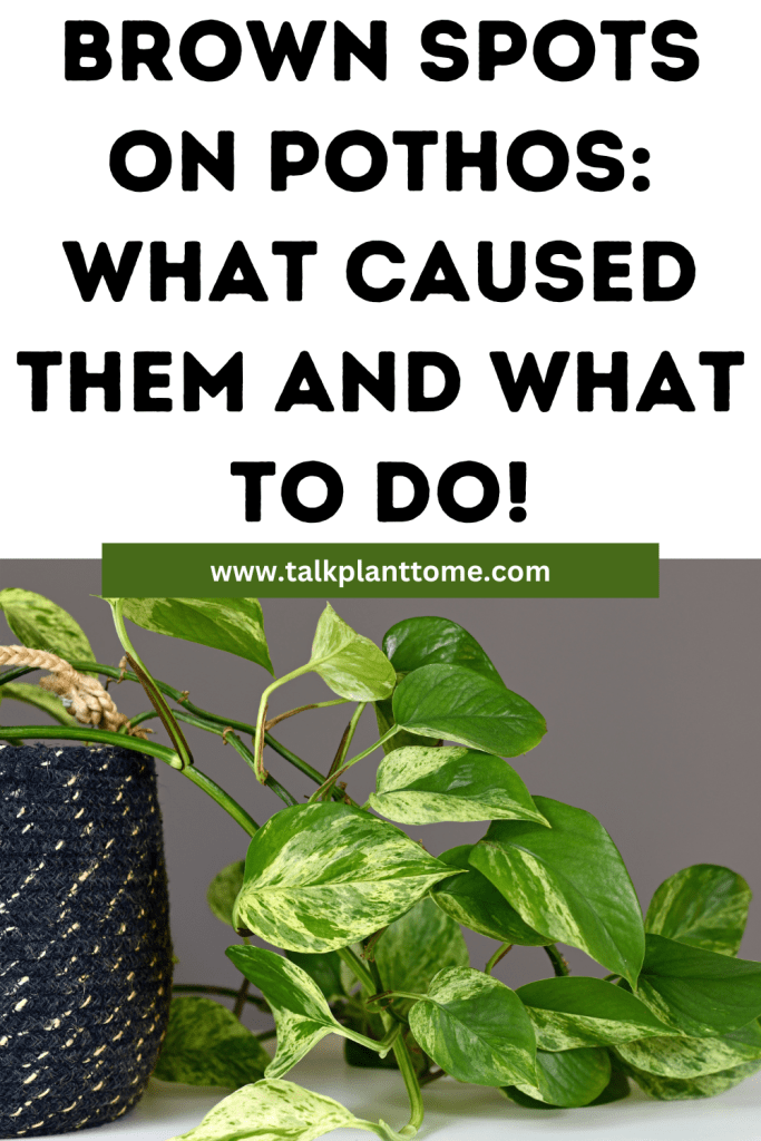 Brown Spots On Pothos: what caused them and what to do!
