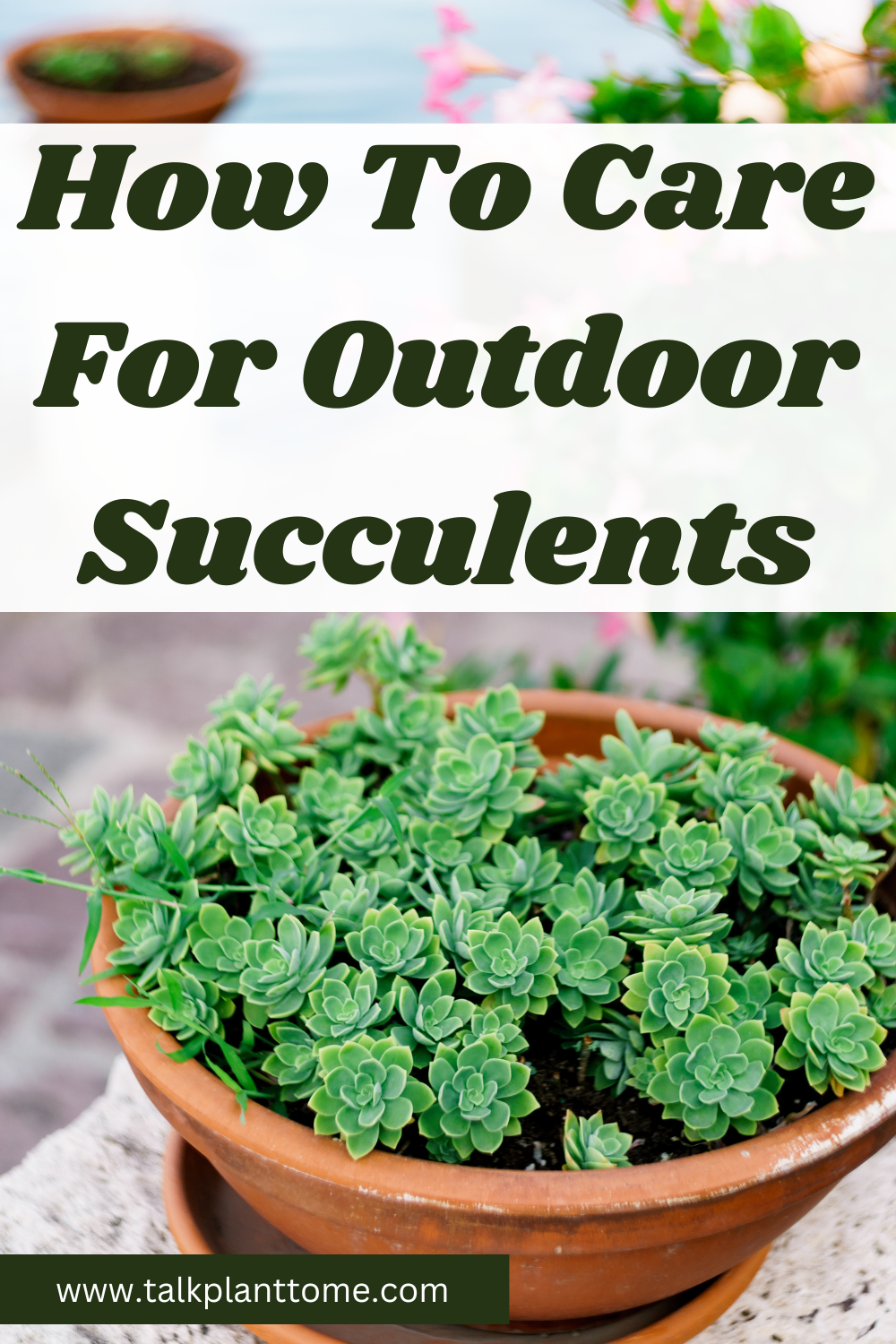 How To Care For Outdoor Succulents – | Talk Plant To Me