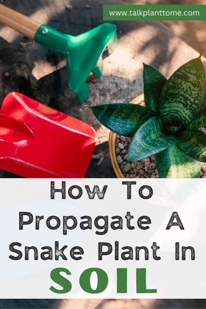 How To Propagate A Snake Plant In Soil