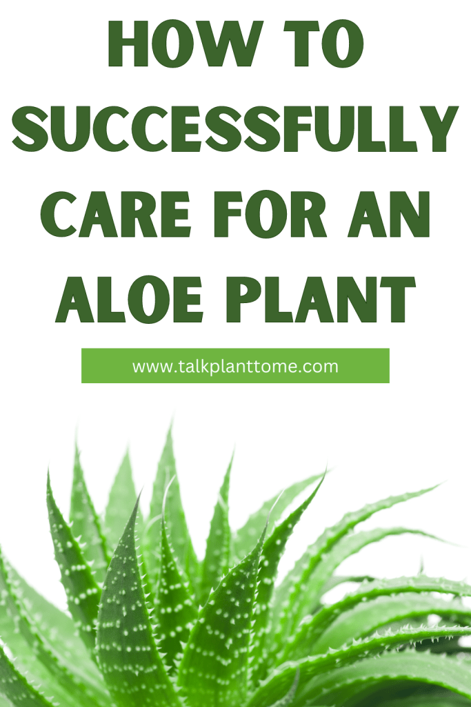 How To Successfully Care For an Aloe Plant