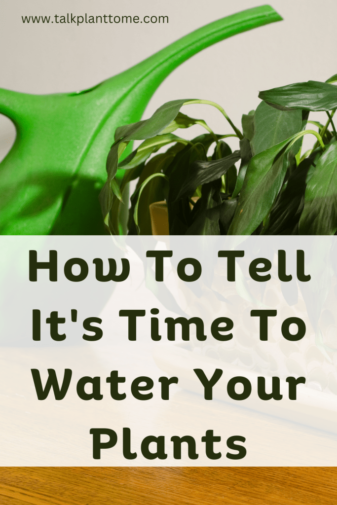 How To Tell It's Time To Water Your Plants