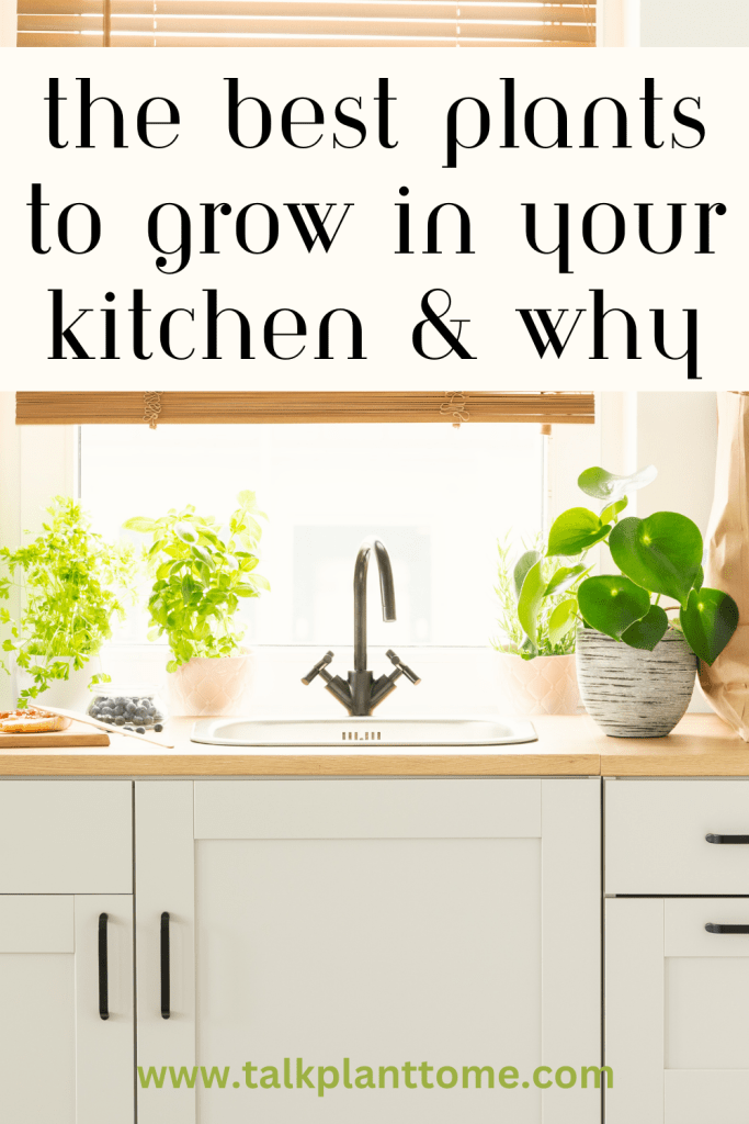 The Best Plants To Your In Your Kitchen & Why