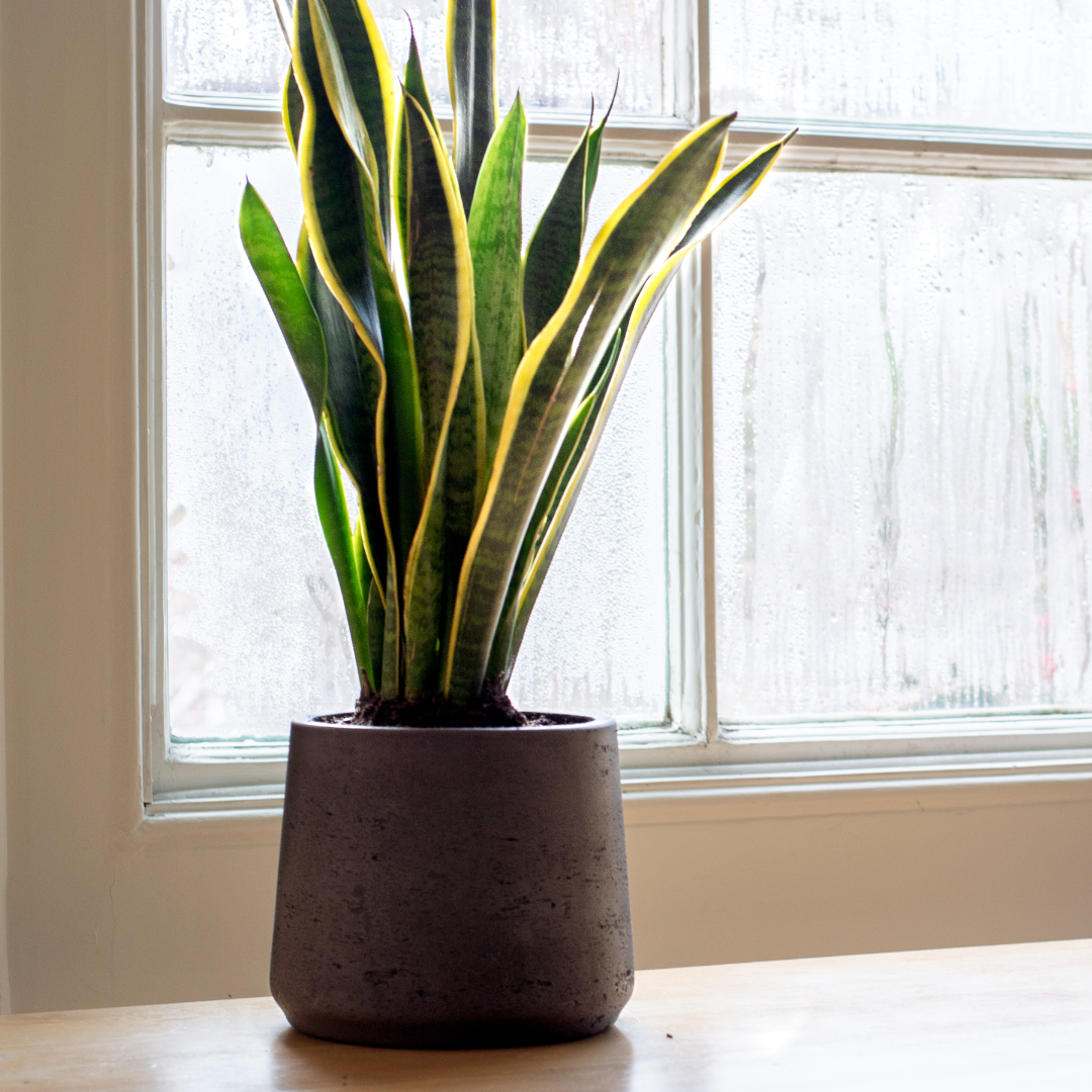 Which Plants Don’t Need a Drainage Hole Talk Plant To Me