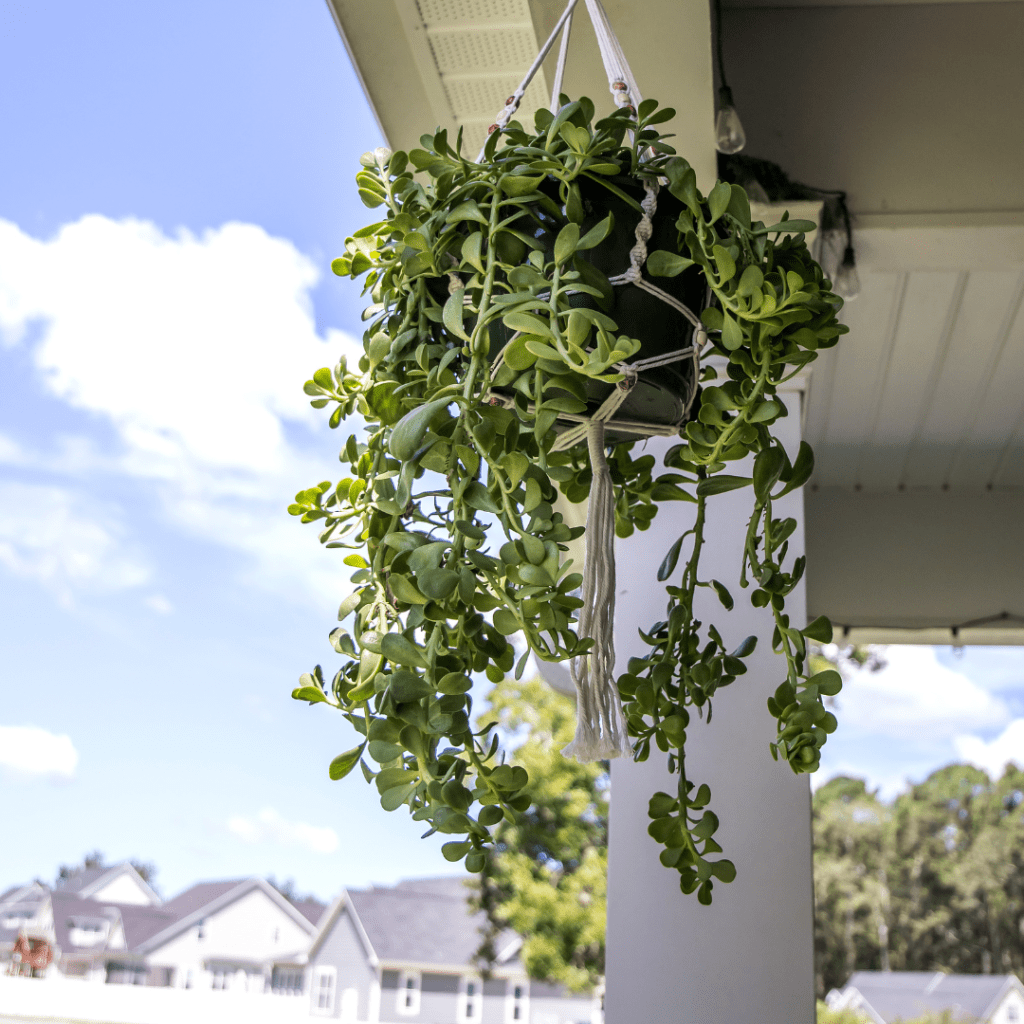 How To Care For Outdoor Succulents