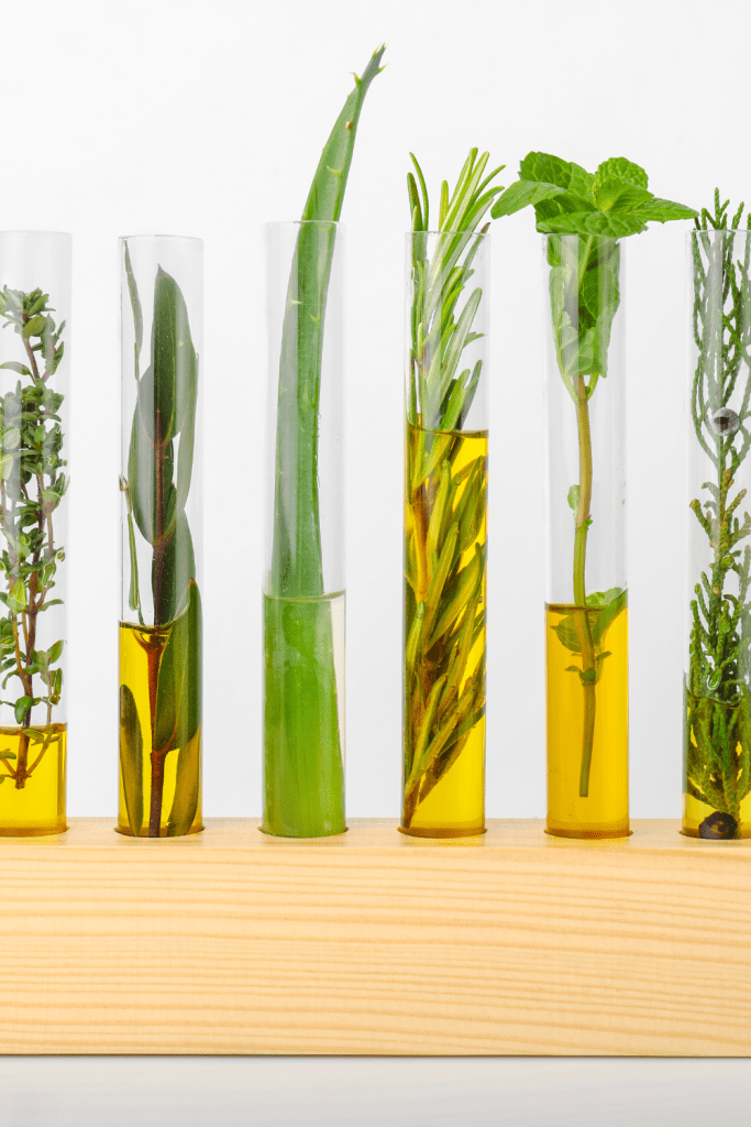 62 Easy To Propagate House Plants 