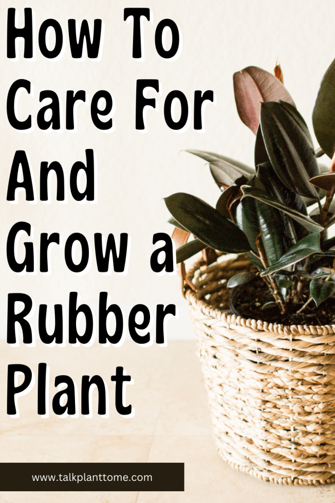 How To Care For And Grow a Rubber Plant