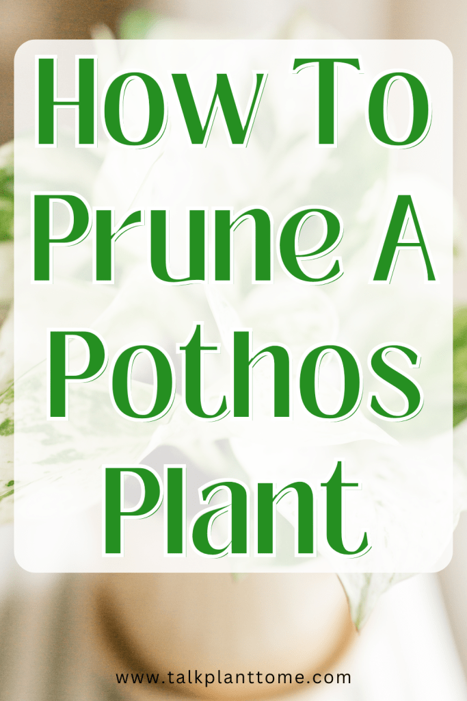 How To Prune A Pothos Plant