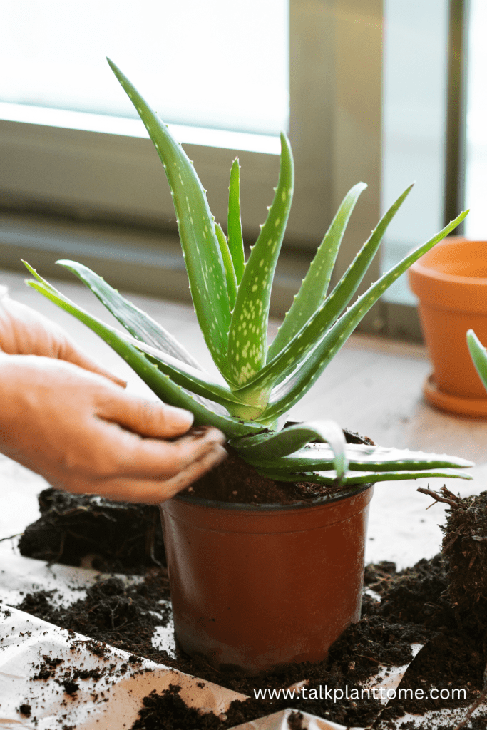The Uncomplicated Guide To Aloe Vera Plants