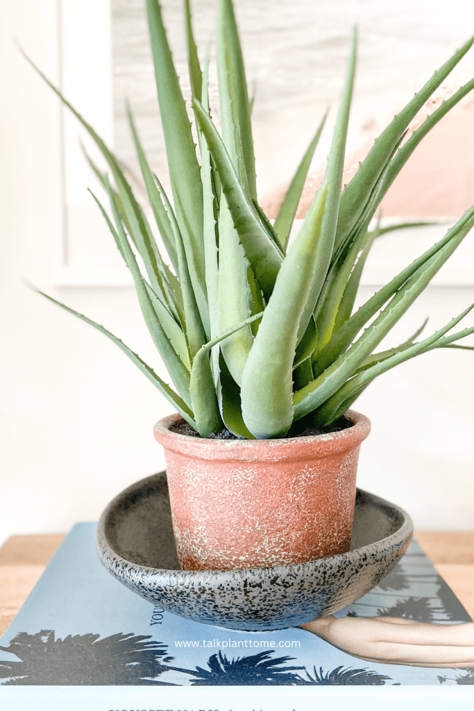 The Uncomplicated Guide To Aloe Vera Plants