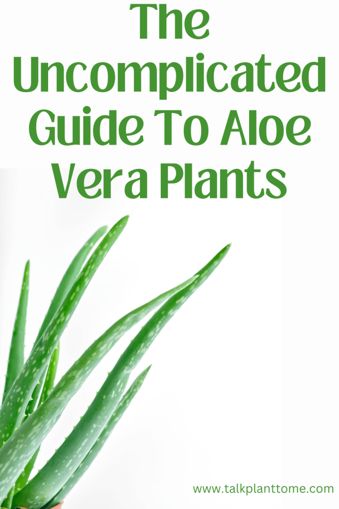 The Uncomplicated Guide To Aloe Vera Plants
