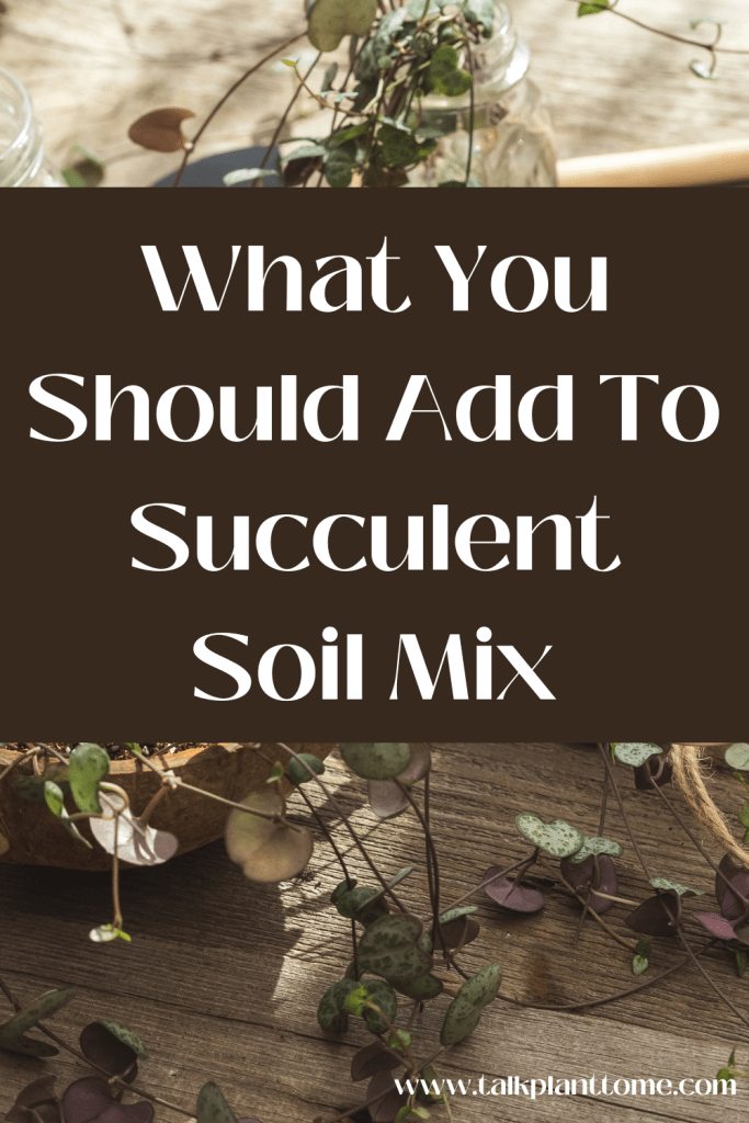 What You Should Add To Succulent Soil Mix