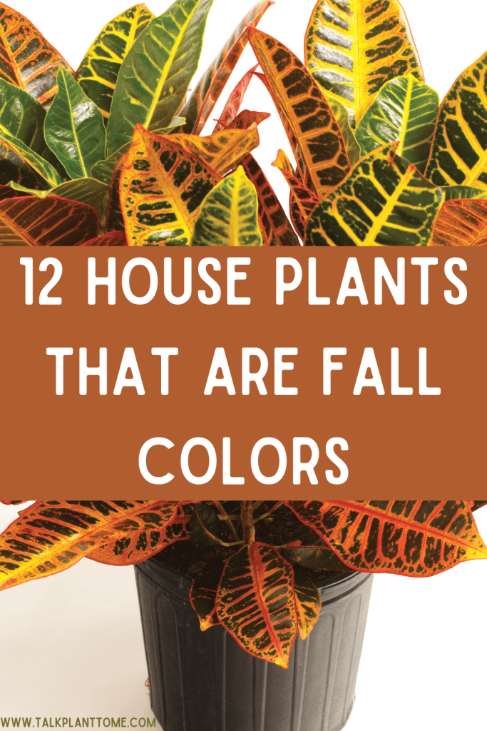 12 House Plants That Are Fall Colors