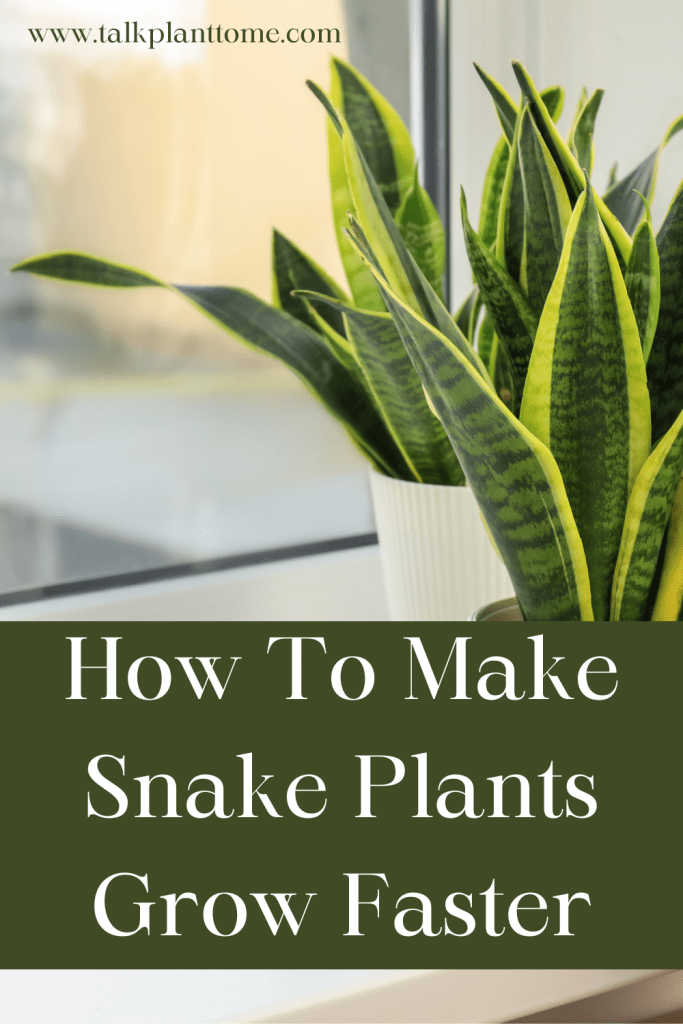 How To Make Snake Plants Grow Faster