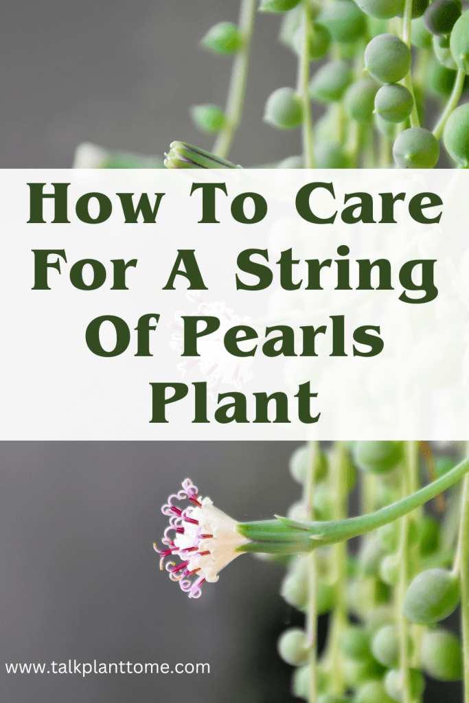 How To Care For A String Of Pearls Plant
