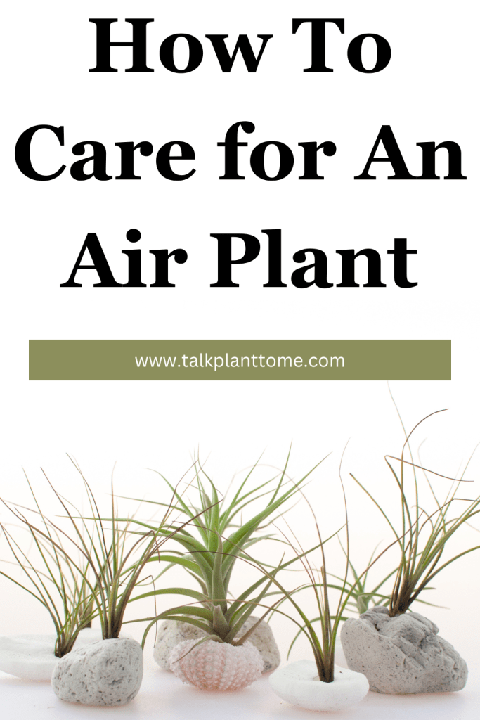 How To Care for An Air Plant