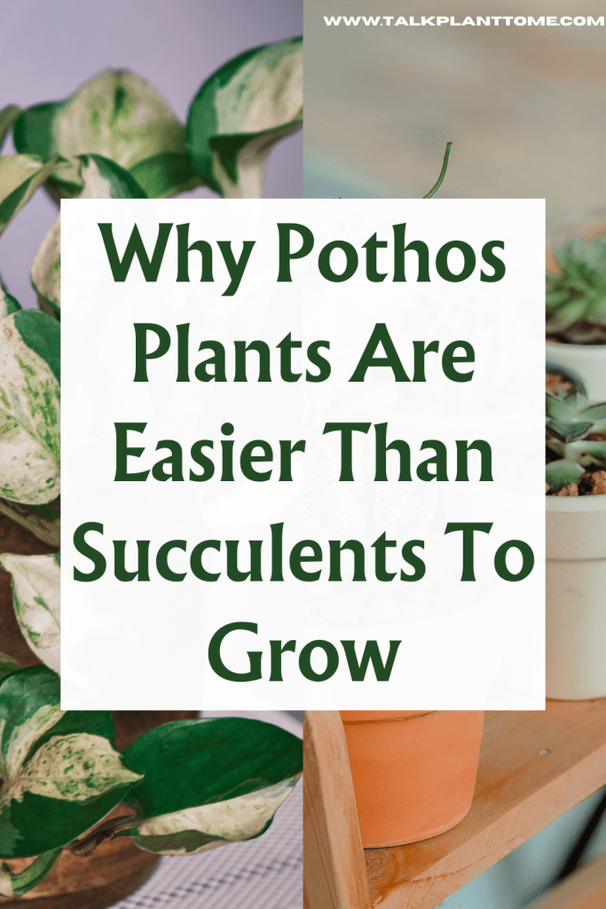 Why Pothos Plants Are Easier Than Succulents To Grow