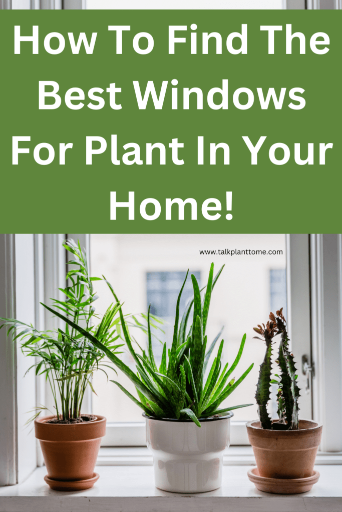 How To Find The Best Windows For Plant In Your Home!