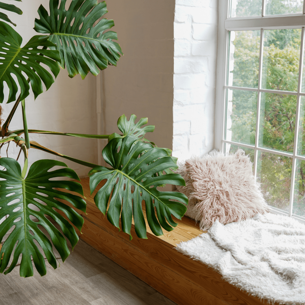 How To Find The Best Windows For Plant In Your Home!
