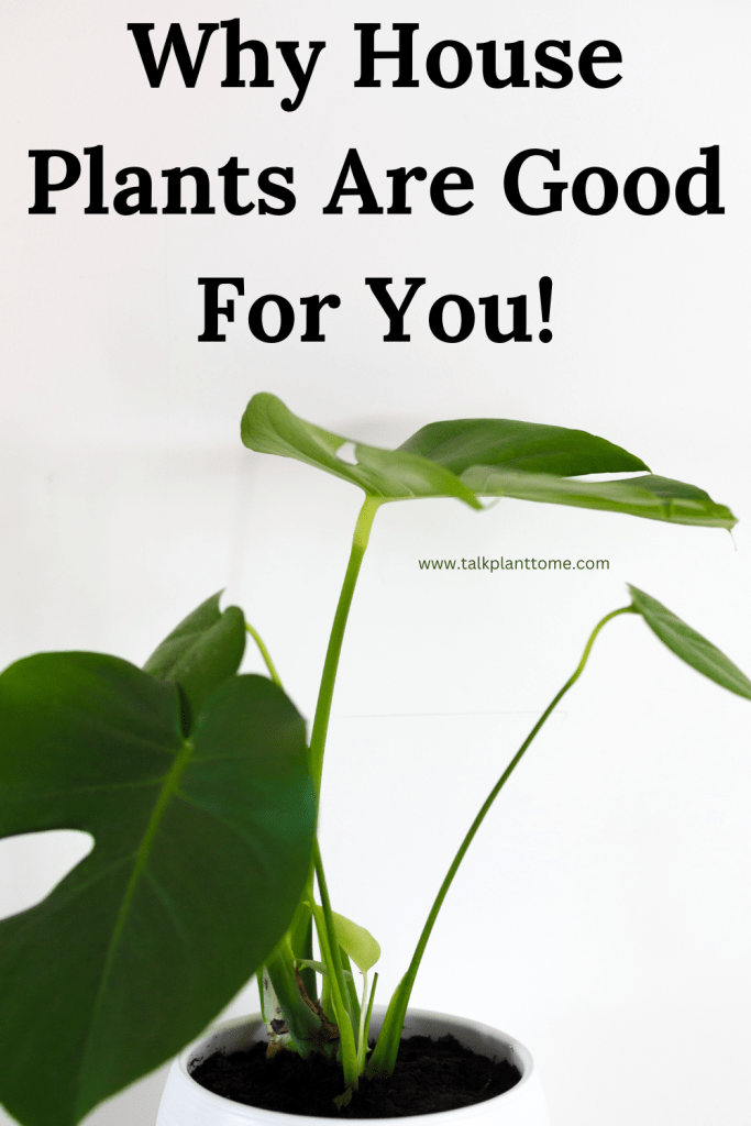 Why House Plants Are Good For You!