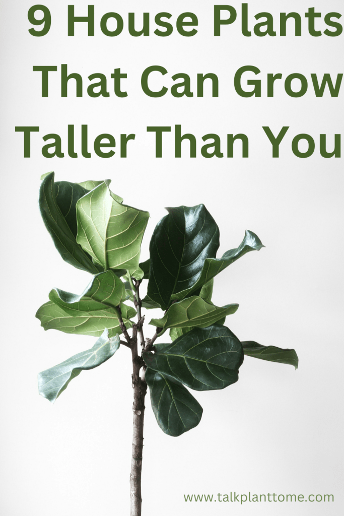 9 House Plants That Can Grow Taller Than You