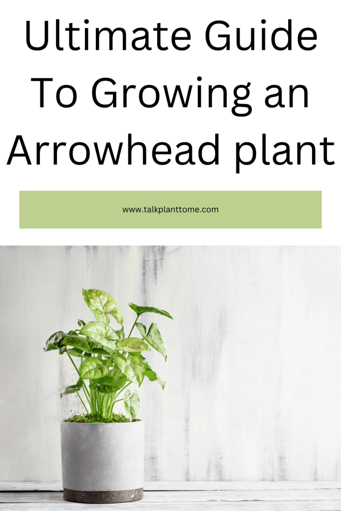 Ultimate Guide To Growing an Arrowhead plant