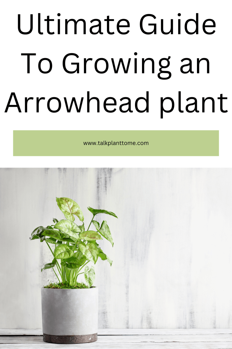 Ultimate Guide To Growing an Arrowhead plant – | Talk Plant To Me