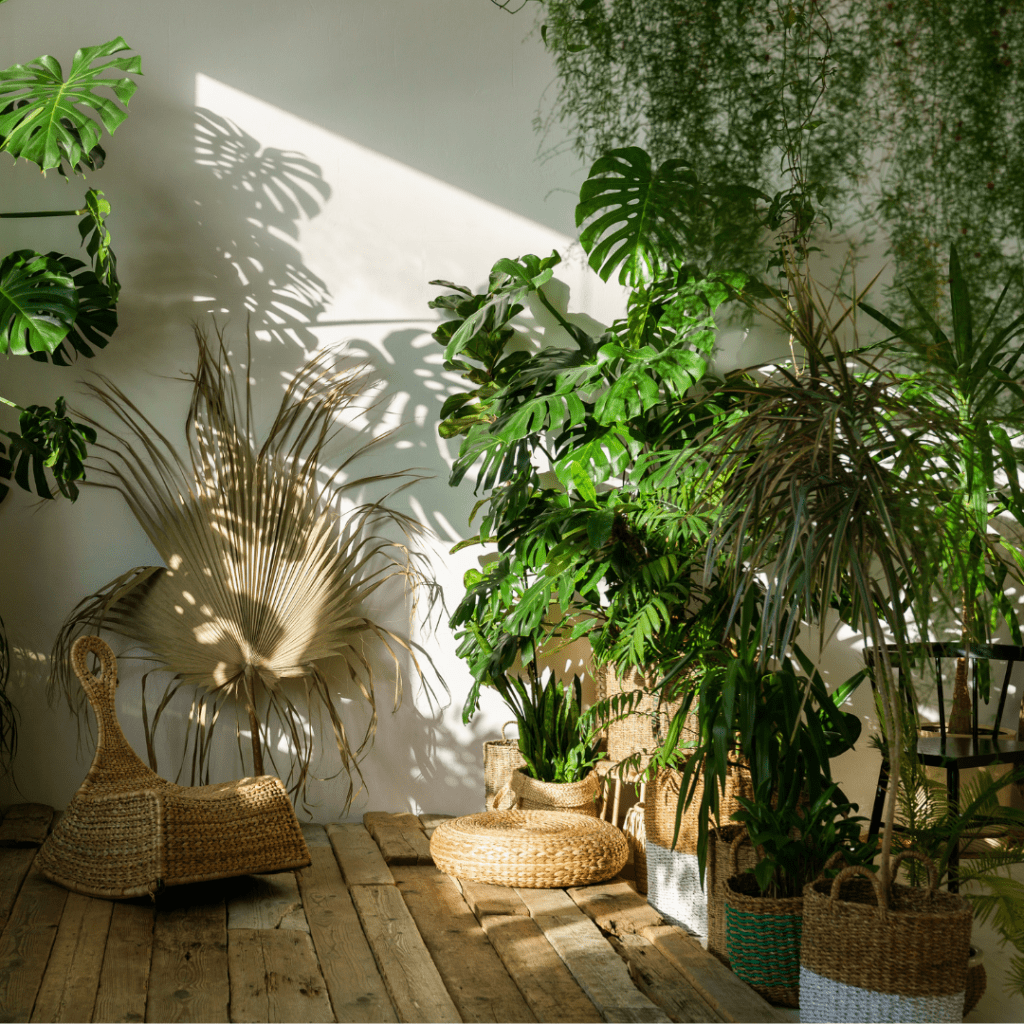 9 House Plants That Can Grow Taller Than You