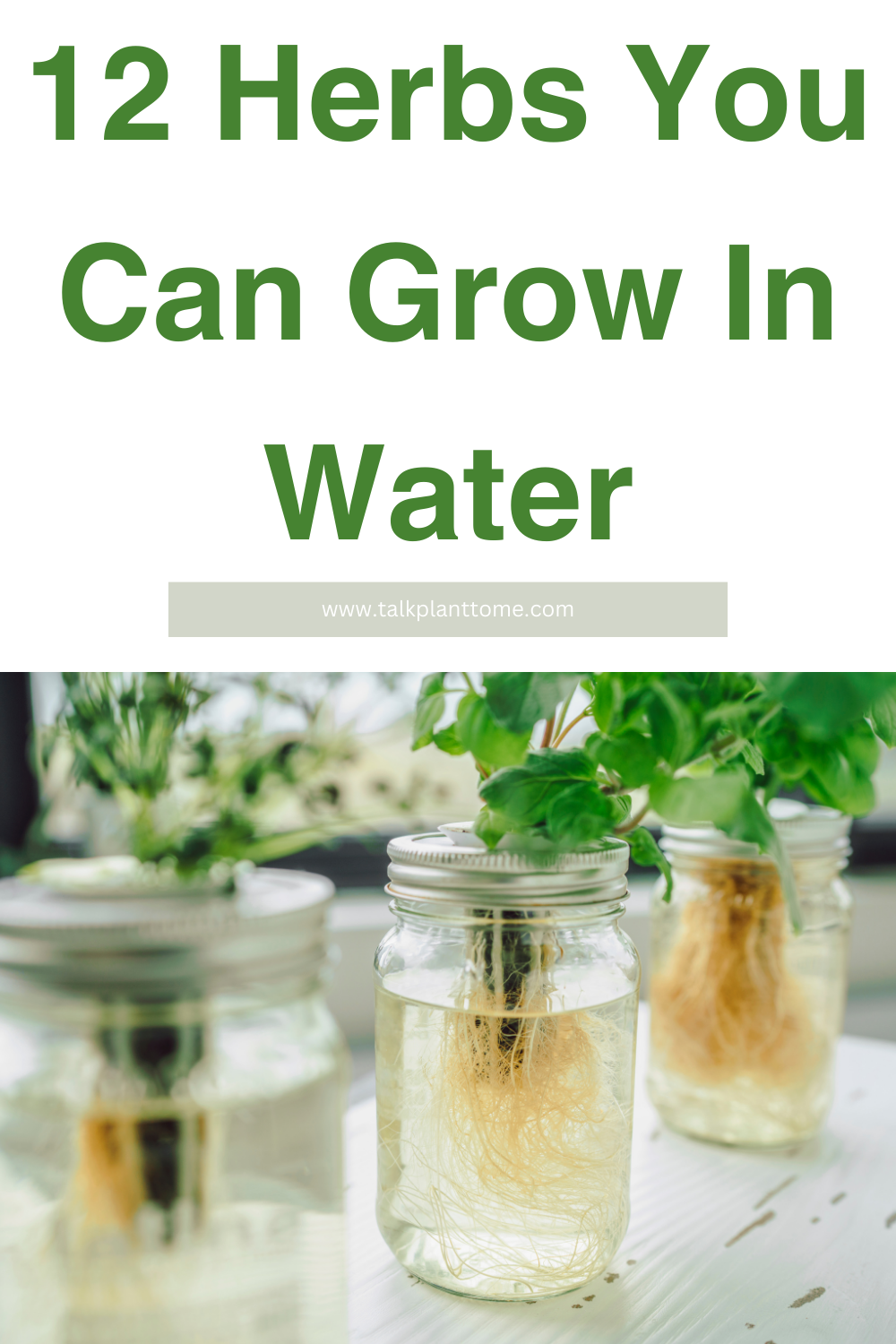12 Herbs You Can Grow In Water – | Talk Plant To Me