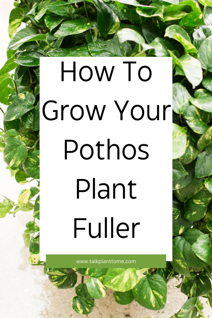 How To Grow Your Pothos Plant Fuller