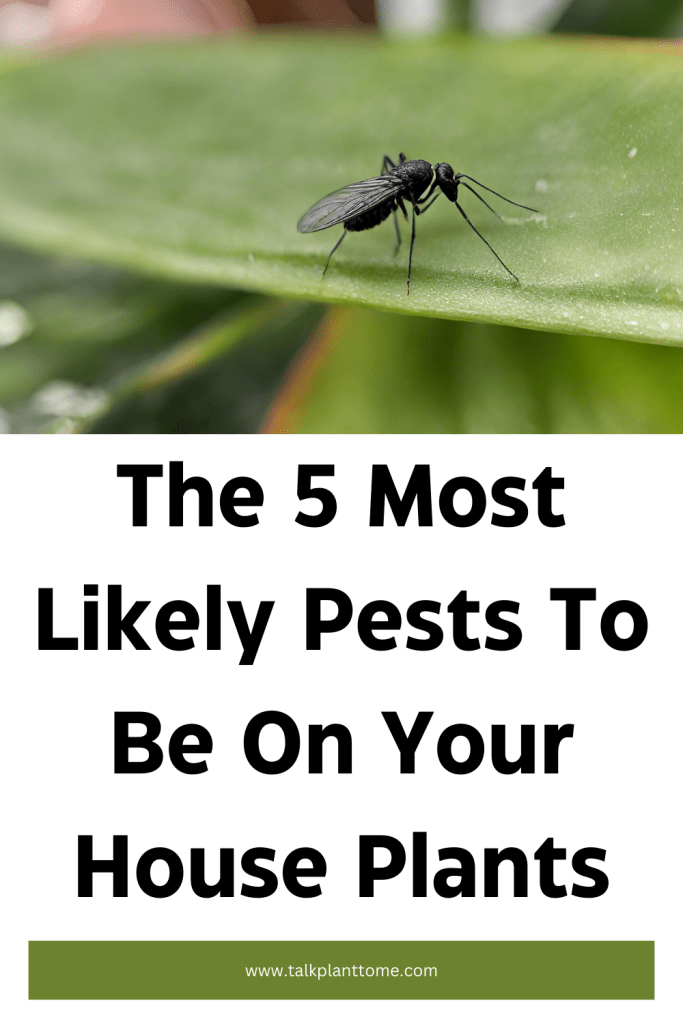 common pests on house plants