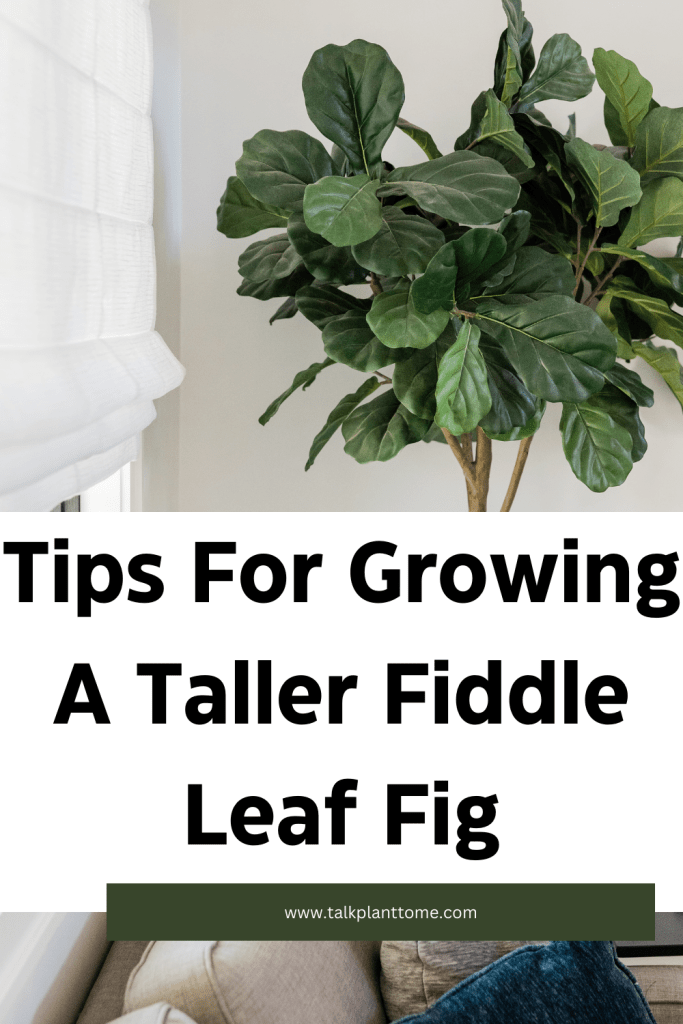 Tips For Growing A Taller Fiddle Leaf Fig