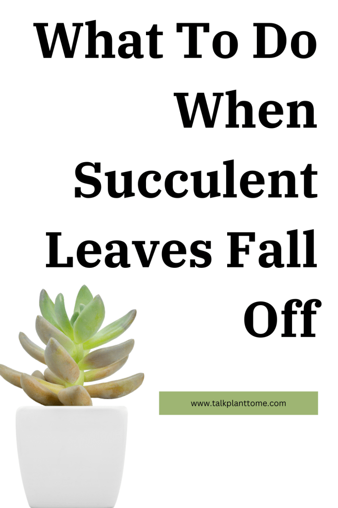 What To Do When Succulent Leaves Fall Off