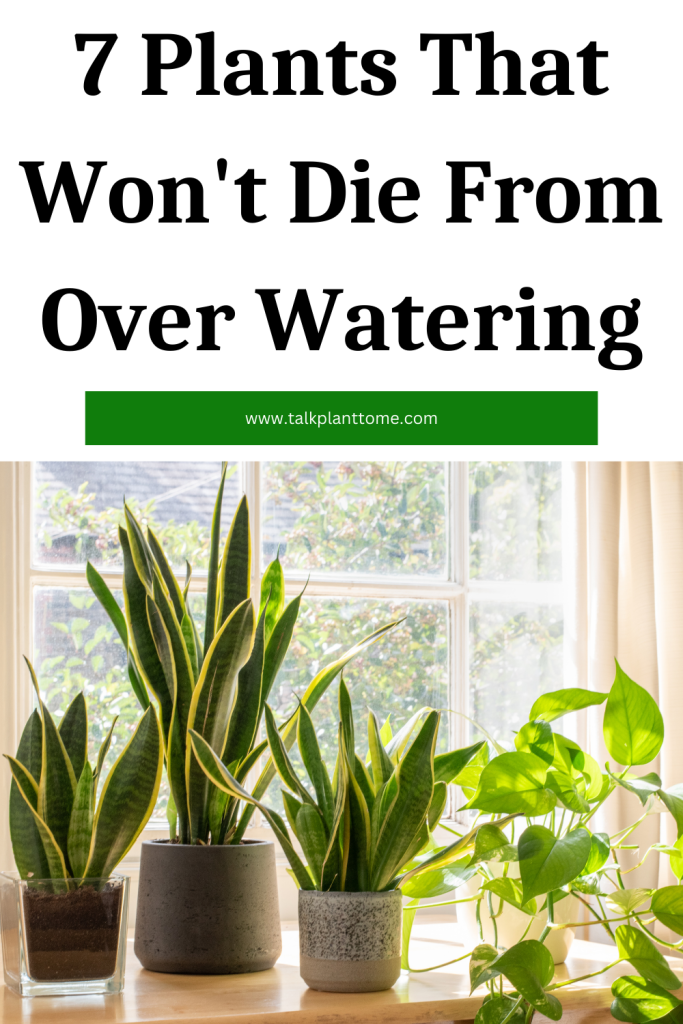 7 Plants That Won't Die From Over Watering