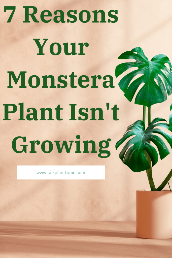 7 Reasons Your Monstera Plant Isn't Growing