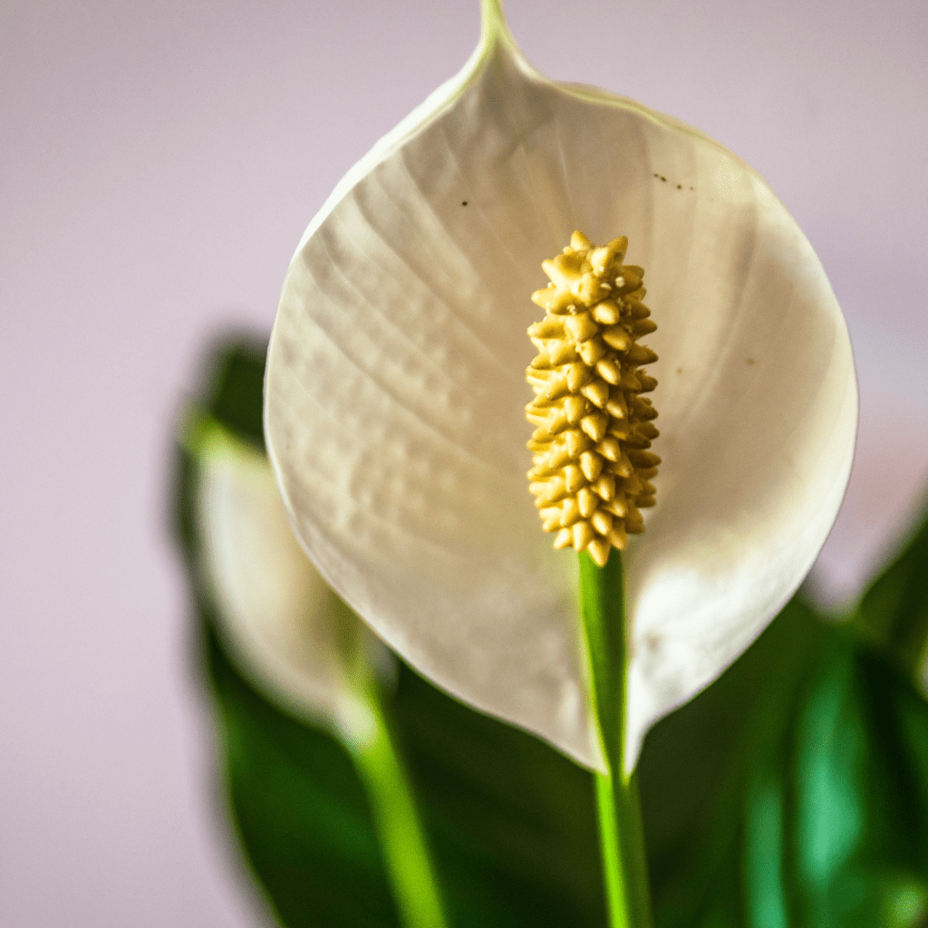 The Basics: How To Care For A Peace Lily