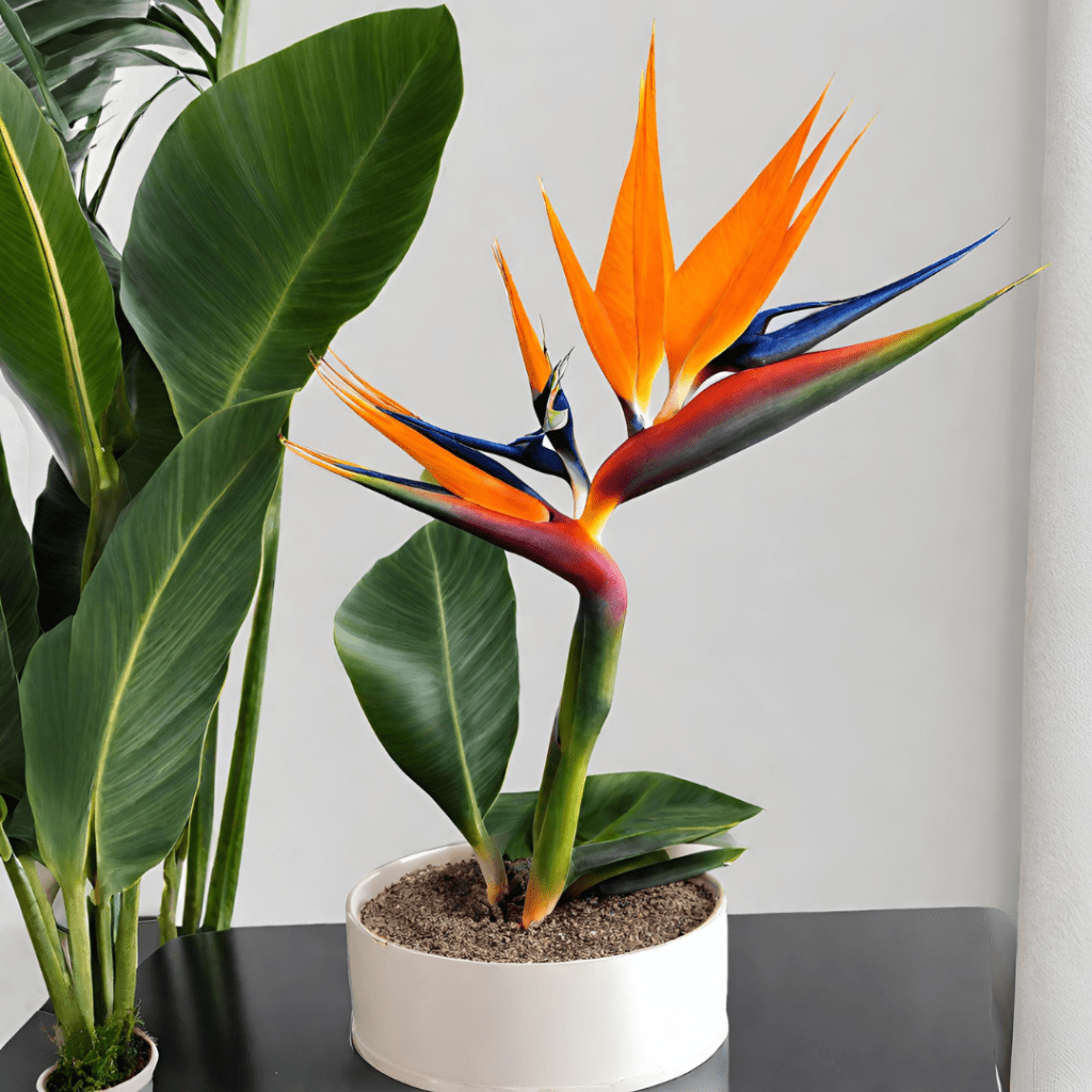 Everything You Need To Know About Bird of Paradise Plants
